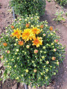 Branbeach Orange рання  Branbeach Orange фото