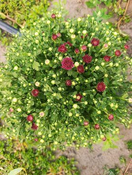Alexia Purple  Alexia Purple фото
