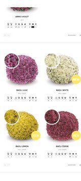 Baoli Lilac (37 тиж) Baoli Lilac  фото