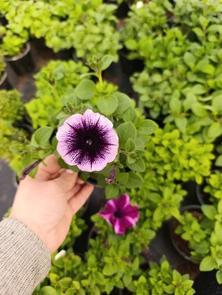 Famous Violet Dark Eye 31 фото