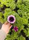 Famous Violet Dark Eye 31 фото 2