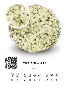 Cipriani White (36 тиж) Cipriani White фото