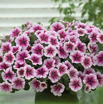 Opera Supreme F1 Raspberry Ice 10 фото