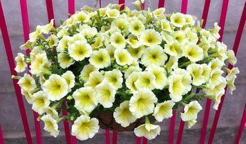 Easy Wave Yellow F1 19 фото