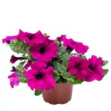 Sanguna Mega Purple 64 фото
