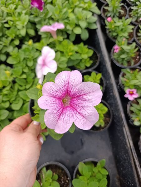 Sanguna Mega Pink Vein 65 фото