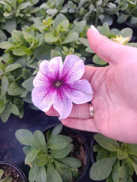 Sanguna Mega Pink Vein 65 фото