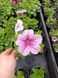 Sanguna Mega Pink Vein 65 фото 2