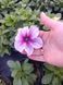 Sanguna Mega Pink Vein 65 фото 3