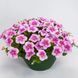 Sanguna Mega Pink Vein 65 фото 1