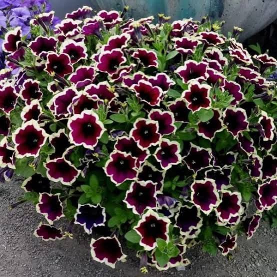 Cascadias Rim Magenta 20 фото
