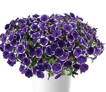 Cascadias Rim Violet 21 фото